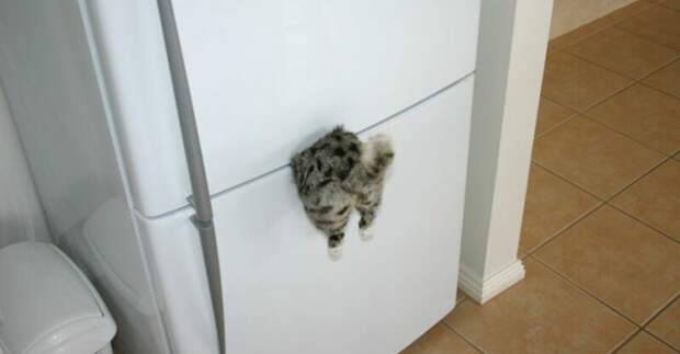 И вот такой магнит на холодильник всем, у кого дома живет вечно голодный и любымый котэ животные, коты, кошки, мило, смешно