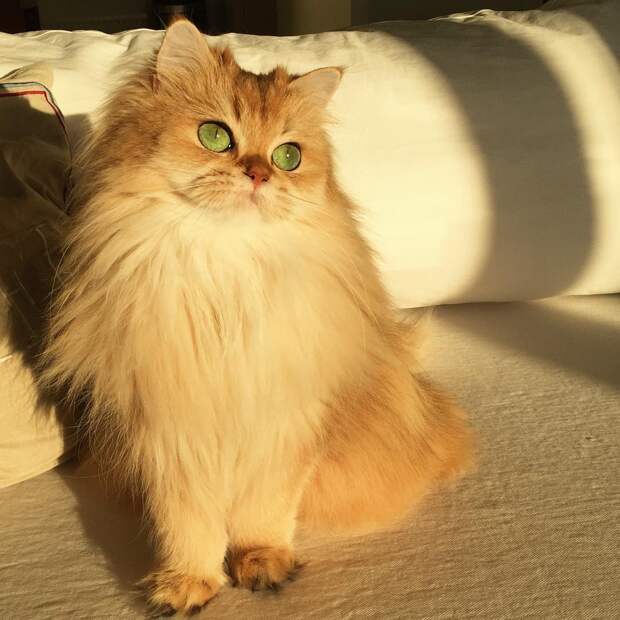 Встречайте Смузи — самую фотогеничную кошку на свете