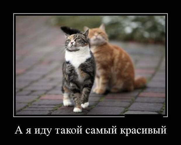 Демотиваторы про животных демотиваторы, животные, прикол, юмор