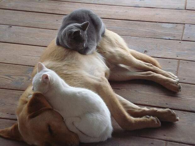25-Gatos-aprovechandose-de-sus-amigos-peludos-12