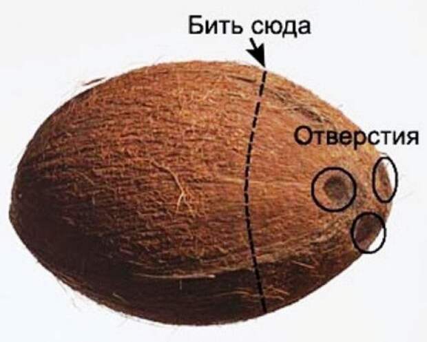 Кокос Кокос интересное, продукт
