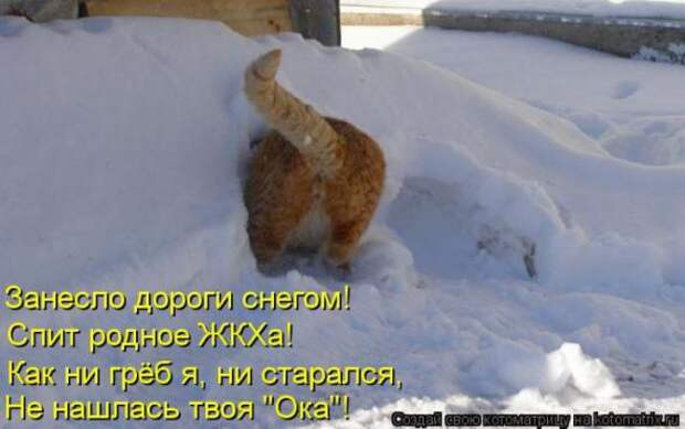 Котоматрицы (картинки с надписями)