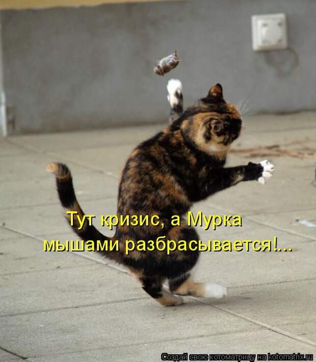 Лучшие котоматрицы недели