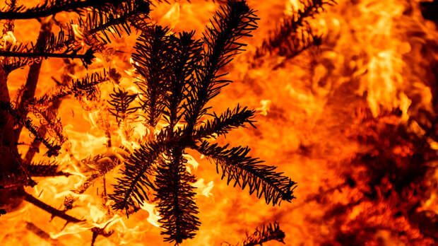 Жители Киева жгут новогодние елки, чтобы согреться на фоне блэкаута