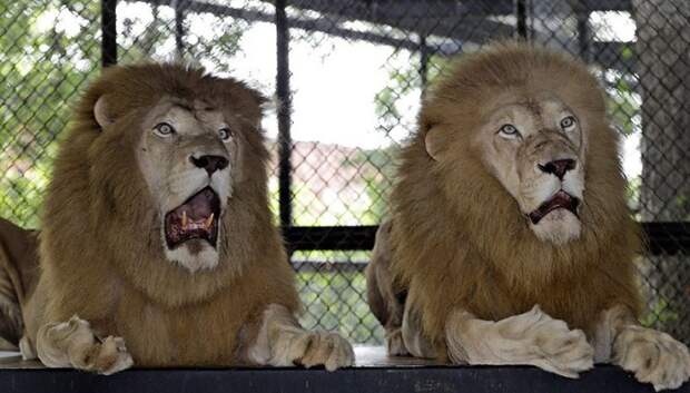 Не-е-е-т, нам этот дрессировщик не подходит! Следующий...