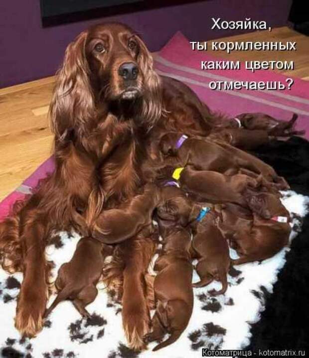 Котоматрицы на первый день весны (18 фото)