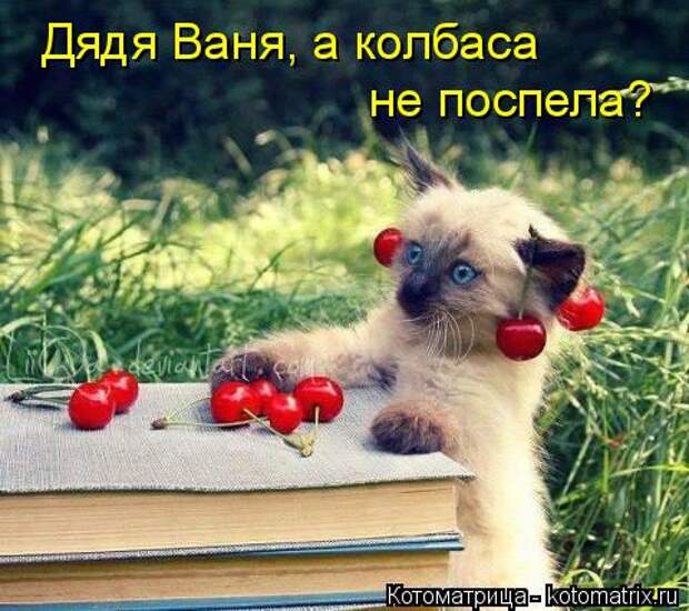 Котоматрица: Дядя Ваня, а колбаса  не поспела?