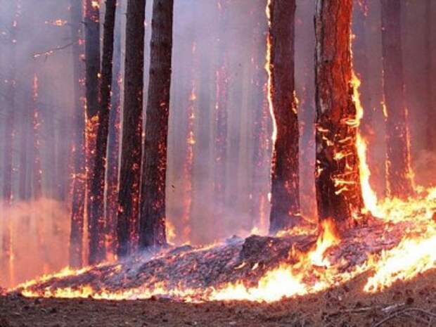 Под Киевом загорелись лес и торфяники, смог затянул несколько жилых районов