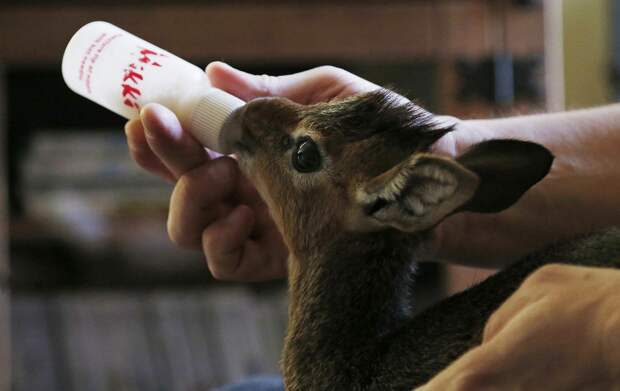 Tim Rowlands curator of mammals at Chester Zoo bottle feeds a baby Dik-dik at his home in Chester