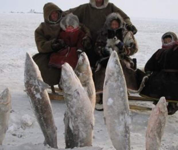 О рыбалке на крайнем севере России