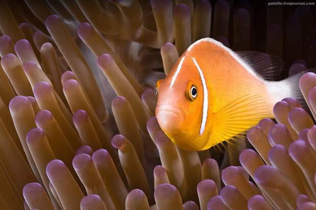 Потрясающие подводные фотографии Александра Сафонова животные, факты