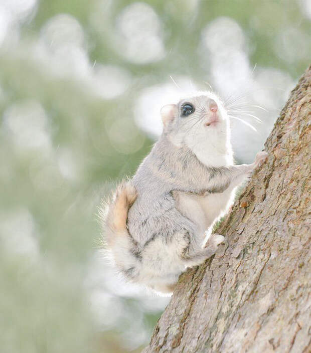 Ezo Momonga Хоккайдо 