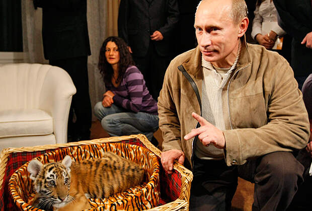 Самый неожиданный подарок Путину — тигренок 
