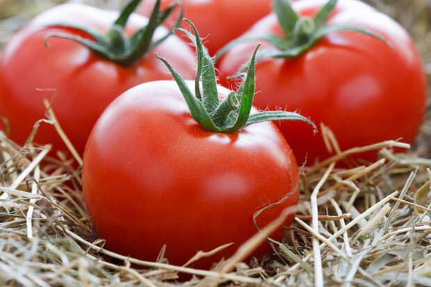 Сохранить помидоры свежими до весны - желание и цель многих дачников