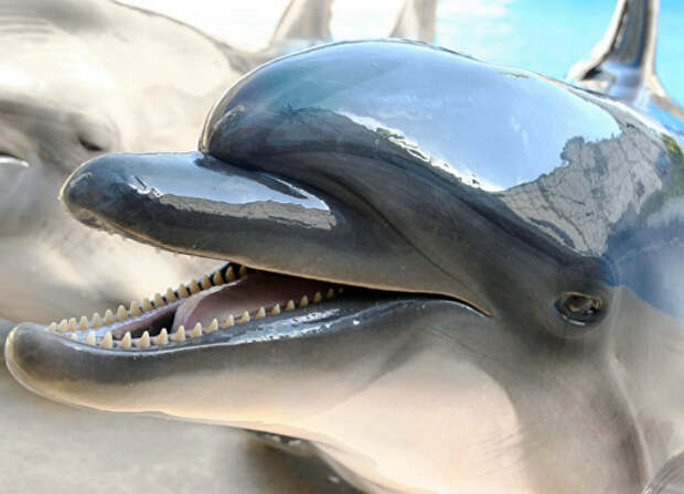 Охота на дельфинов В Японии.