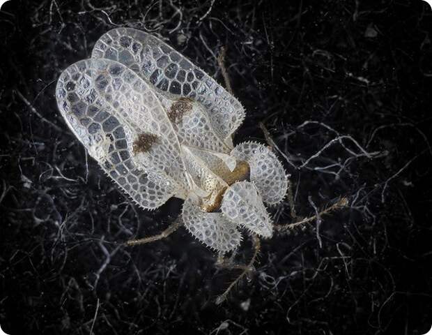 Кружевница Corythucha ciliata