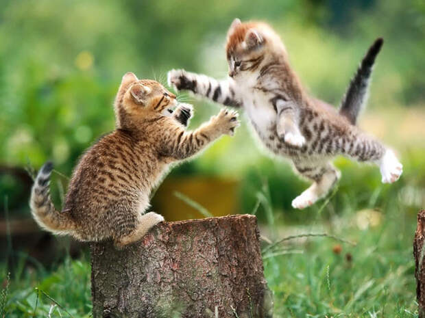 кошка играет
