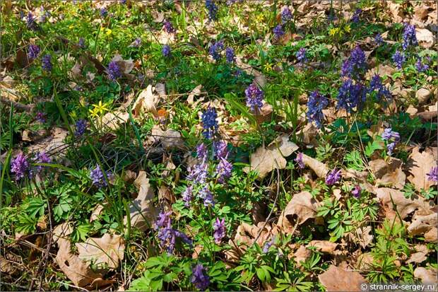 Весна: цветы подснежники в лесу - хохлатки или кокорочки