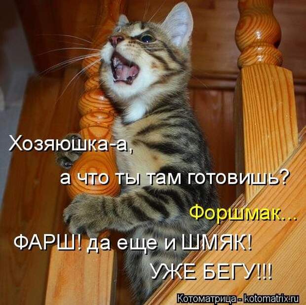 Еженедельная котоматрица (33 фото)
