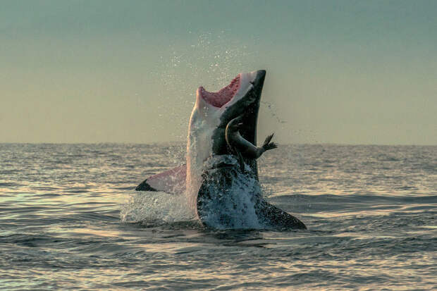 Белая акула промахнулась и упустила тюленя недалеко от Кейптауна, Южная Африка