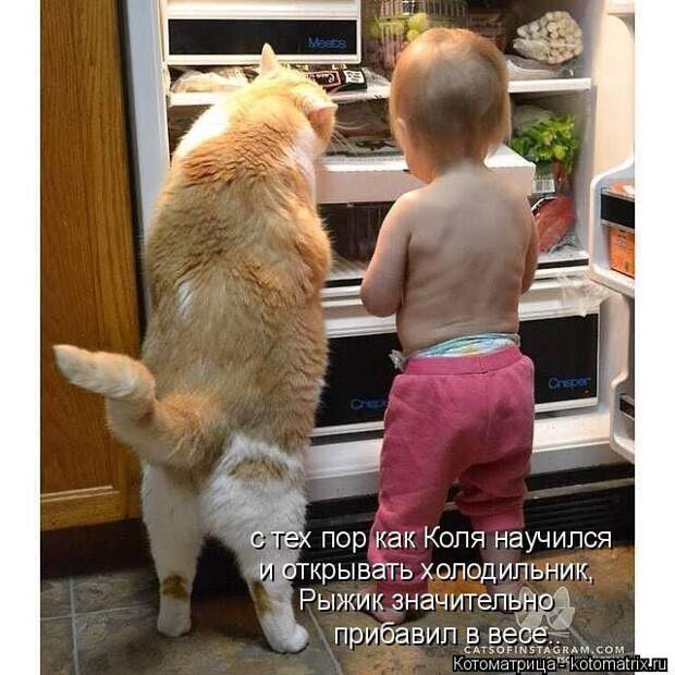 Лучшие котоматрицы недели
