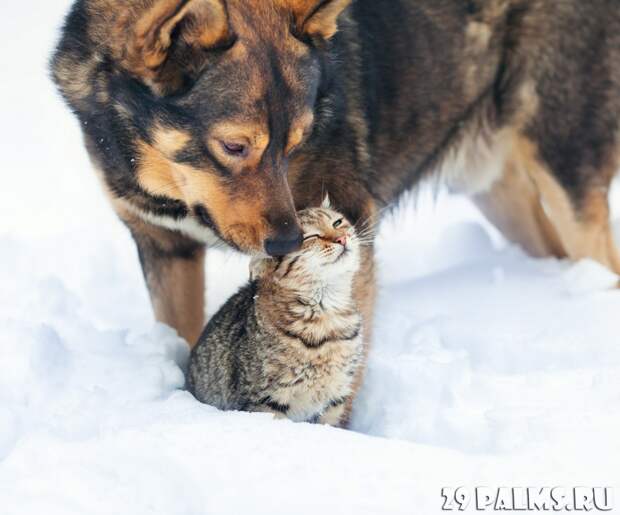 Как кошка с собакой. Часть 1 животные, коты, кошки, собаки, фото, юмор