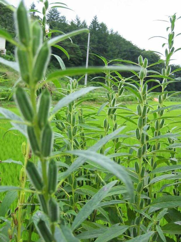 Sesame Seeds-1