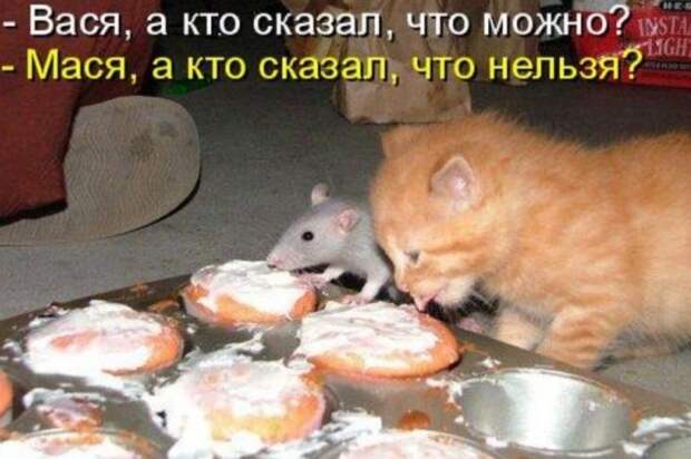 Кошачий фотопост! Кошачий фотопост! коты, юмор