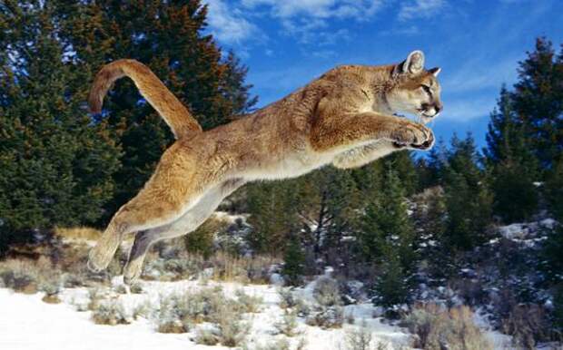Пума в прыжке (Puma concolor), фото хищные млекопитающие фотография картинка