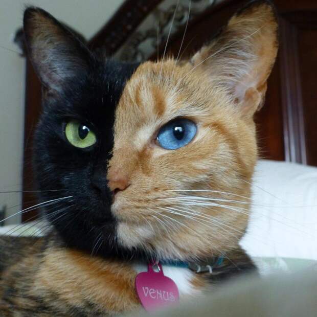 Кошки, над окрасом которых природа постаралась Кошки, над окрасом которых природа постаралась кошки, необычный окрас
