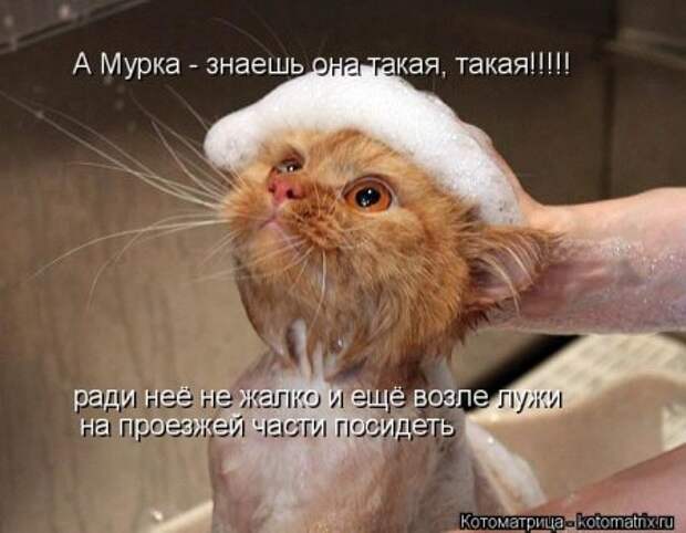 Забавные котоматрицы