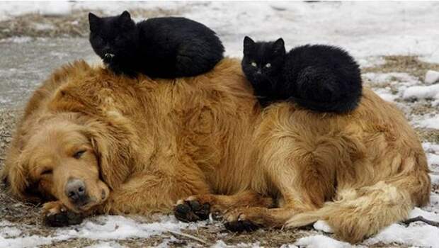 Кот на собаке Кот на собаке