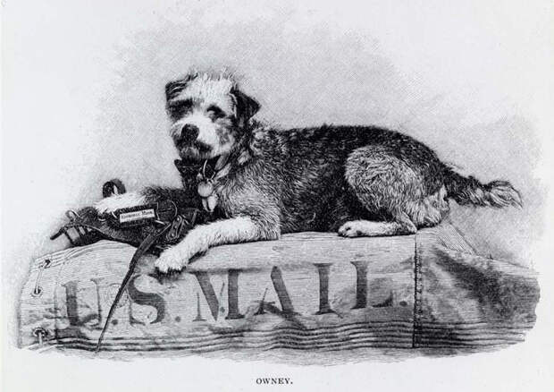 Пес-почтовик Оуни (1887–1897) животные, история, факты