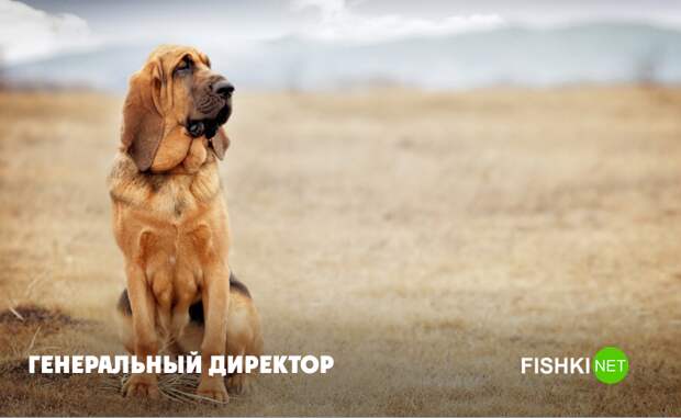 Генеральный директор Генеральный директор животные, юмор