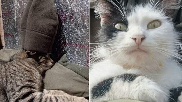 Туман, Тамбов и Рыжий: боевые коты на передовой несут службу не за тушенку, а по призванию