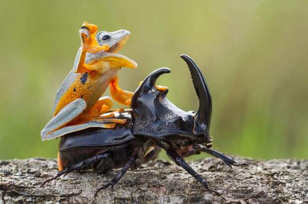 Mandatory Credit: Photo by Hendy MP/Solent News/REX Shutterstock (4436027a) The frog riding on top of the beetle Frog rides a beetle like a rodeo cowboy on a bull, Sambas, Indonesia - Jan 2015 Like a cowboy riding a bull, this frog appeared to have a wild ride after it hopped aboard a beetle. At one point the daring amphibian appeared to be having the time of its life as it clung on with one hand in the air. And it managed to stay in place for around five minutes before eventually crawling off. Photographer Hendy Mp captured the unique moment near his house in Sambas, Indonesia. The 25-year-old said: "It was such an amazing moment, the frog just saw the beetle and decided to crawl on top. "It looked like the frog was a cowboy riding a bull and it even put its right leg in the air. "The frog was on the beetle for five minutes and the insect was just happily running around."