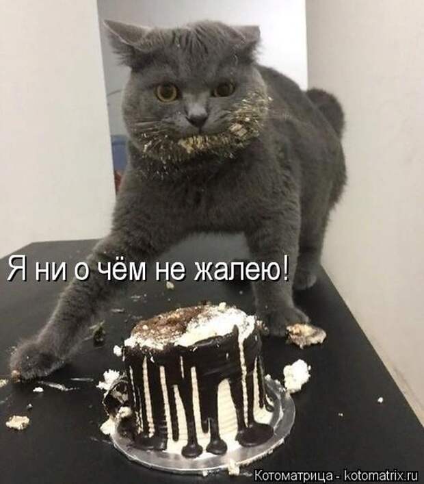 Лучшие котоматрицы недели (50 фото)