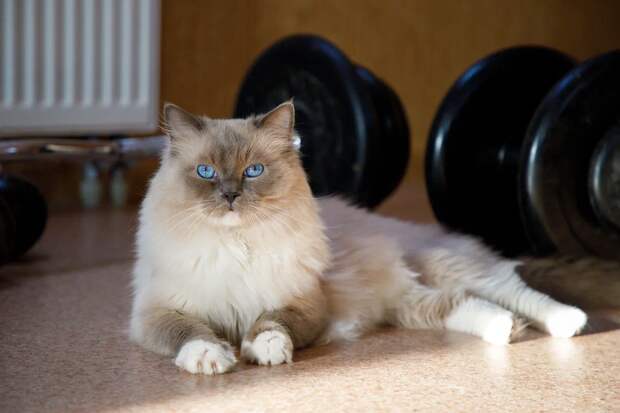 Ветеринар рассказал, что кошек нельзя будить, когда они дергаются во сне