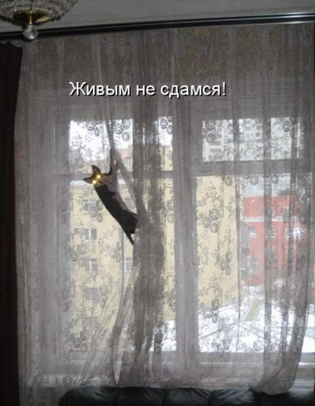 Котоматрица 12