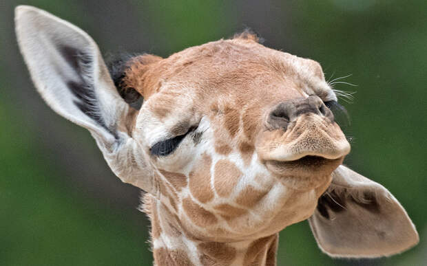 Новорожденный жираф в зоопарке Эрфурта в Германии