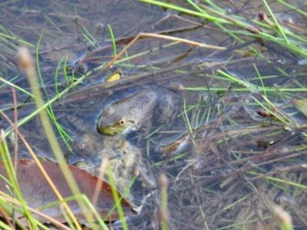 Как поймать лягушку. Как ловить лягушек. Ловля лягушек. Наживить лягушку на крючок. Как словить лягушку.