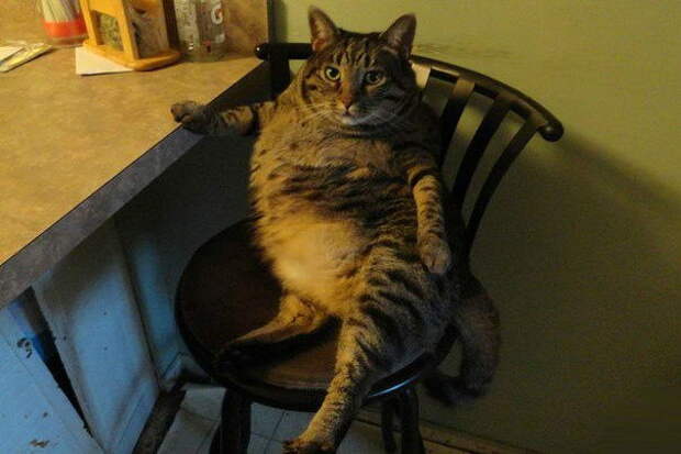 Забавные коты. часть 14 (30 фото)