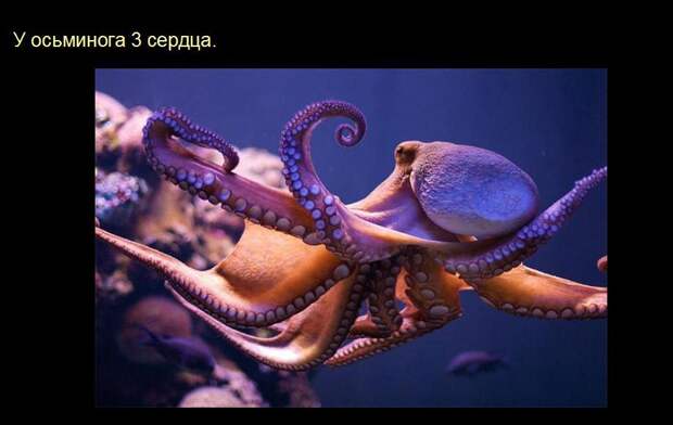 Мир удивителен, господа! Мир удивителен, господа! интересное, мир, невероятное