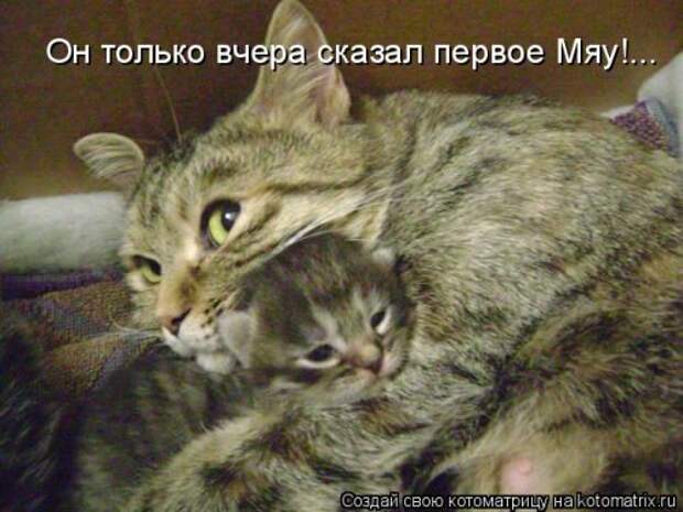 Новая котоматрица (29 фото)
