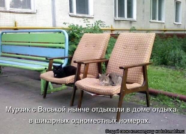 Еженедельная котоматрица (33 фото)