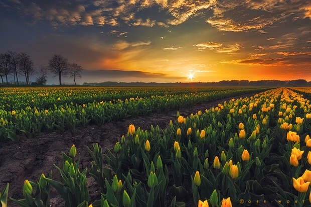 springscape_by_oer_wout-d65g7fc (700x465, 519Kb)