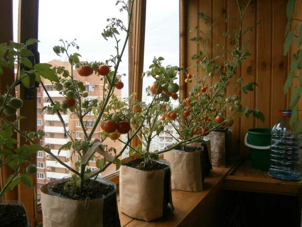 Мой балконный огород ))) балкон, огород, огурцы, помидоры