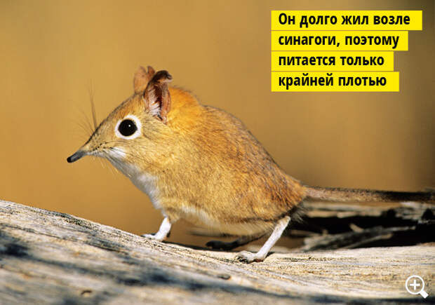Рыжий прыгунчик Рыжий прыгунчик