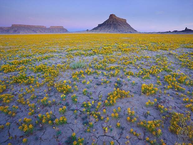 UtahDesert07 Цветущая пустыня Анза Боррего