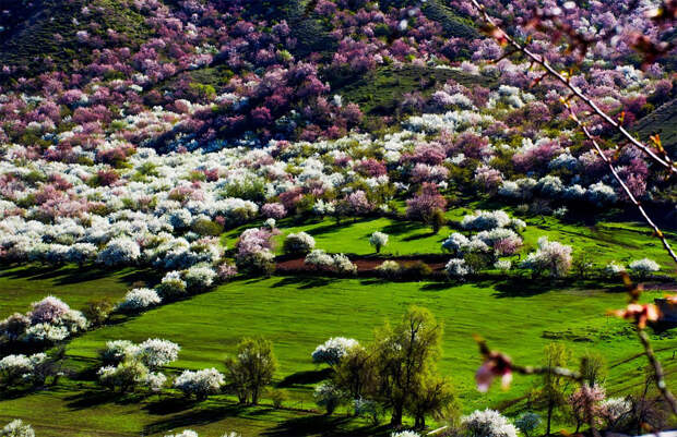 blooming-apricot-valley-yili-china-18